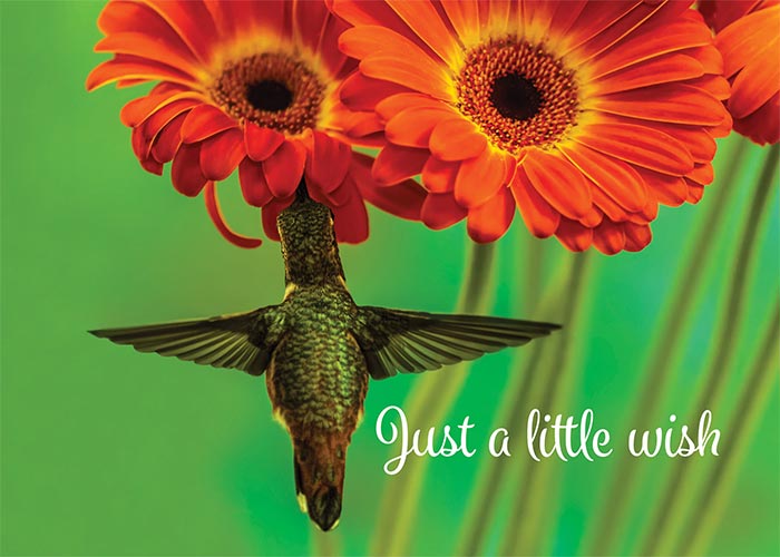 Little Wish Hummingbird Motivational Birthday Card