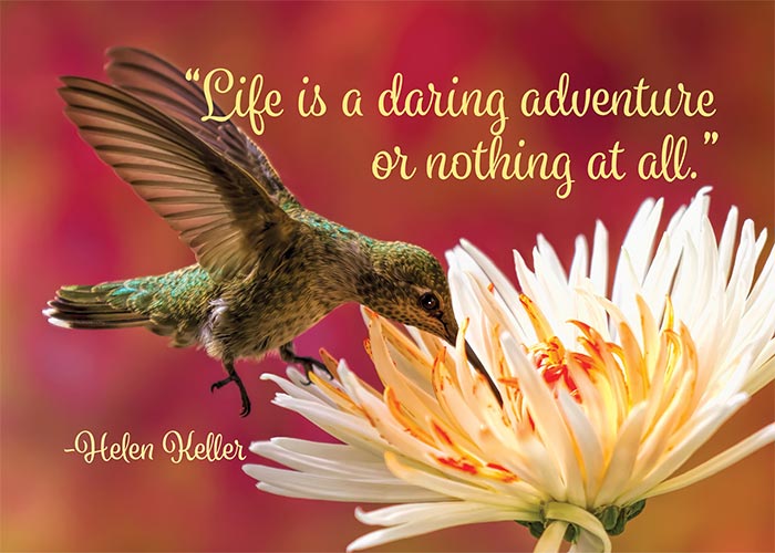 Life is a Daring Adventure Hummingbird Birthday Card