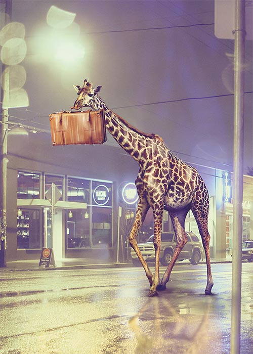 Funny Giraffe Blank Card