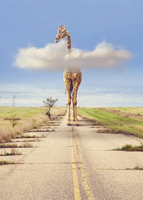 Funny Giraffe Walking Blank Card