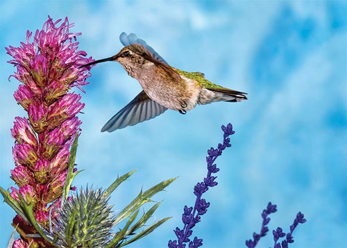 Hummingbird on Blue Blank Card