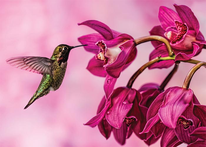 Hummingbird on Pink Blank Card