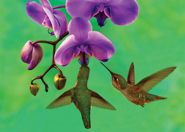 Hummingbird on Green Blank Card