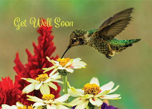 Get Well Soon Hummingbird Get Well Card