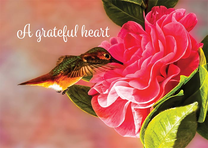 A Grateful Heart Hummingbird Thank You Greeting Card